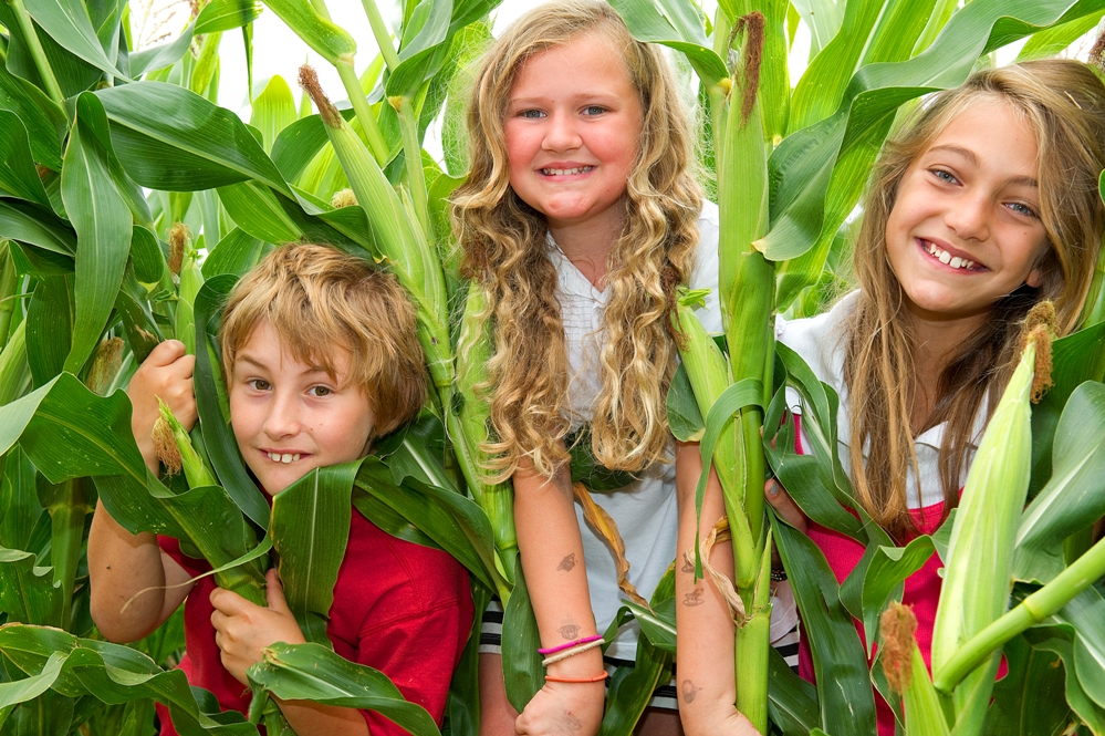 Millets Maize Maze