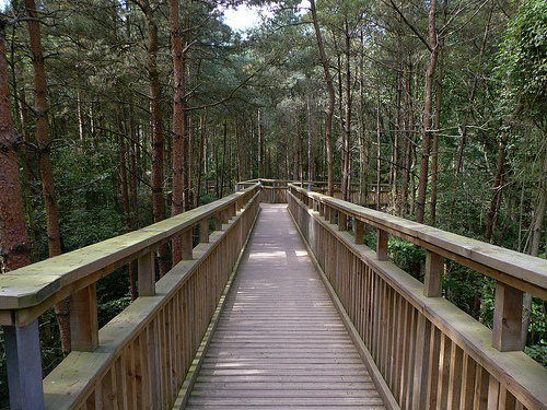 Salcey Forest tree walk