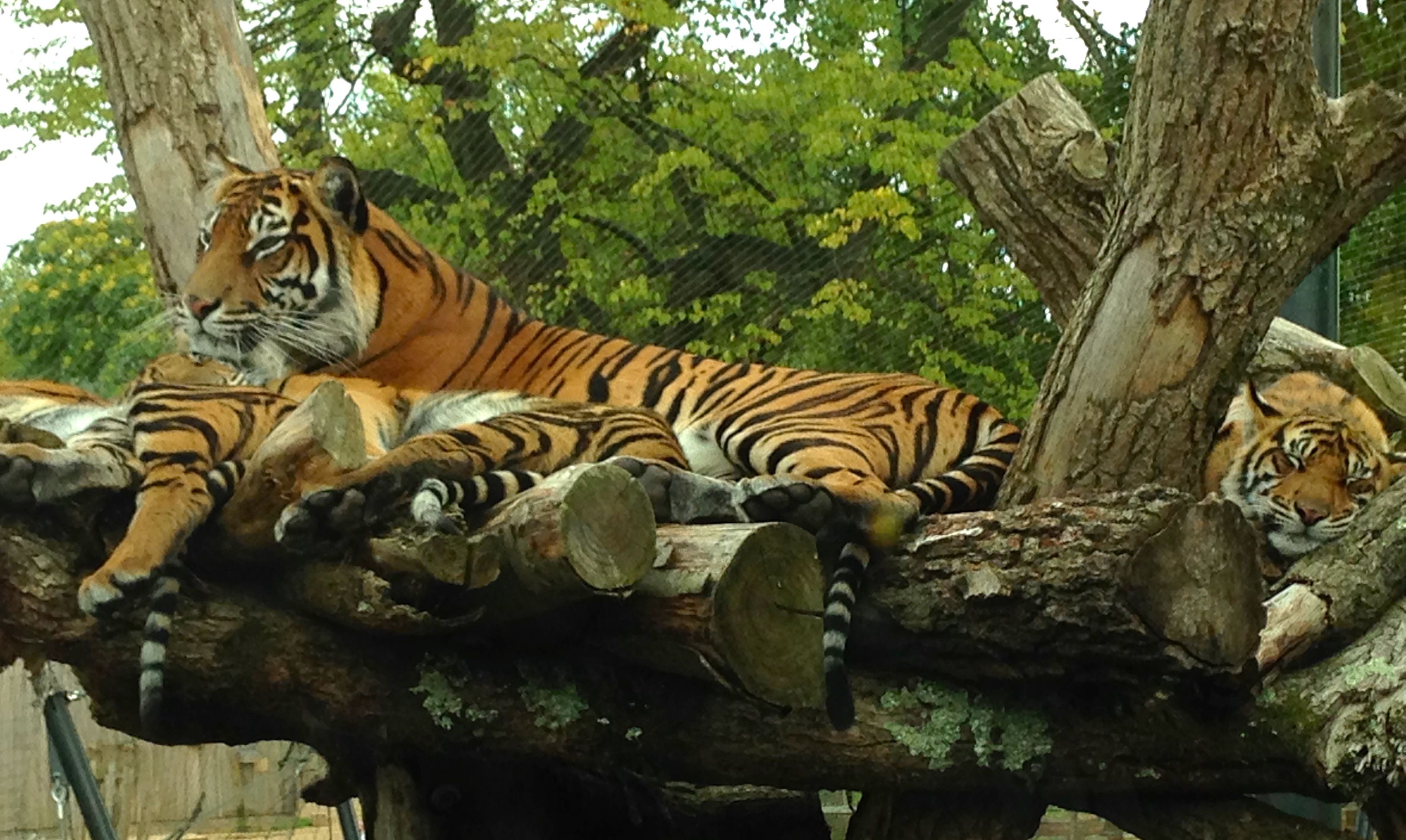 tigers London Zoo