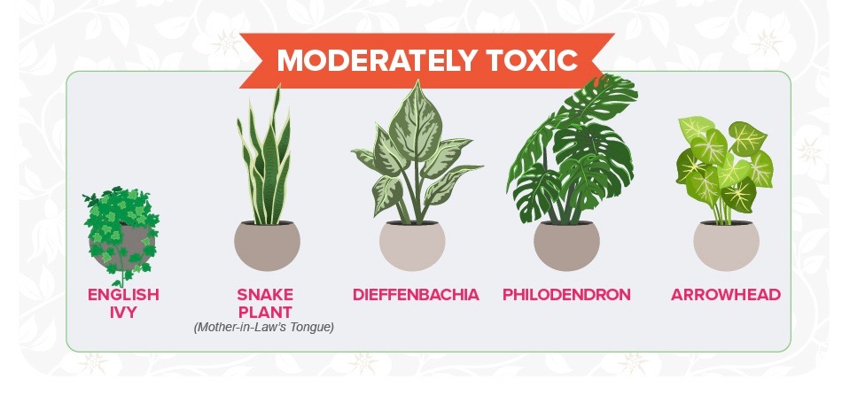 Moderately toxic houseplants
