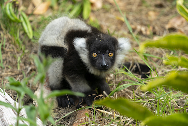 Marwell Zoo Black & white ruffled lemur
