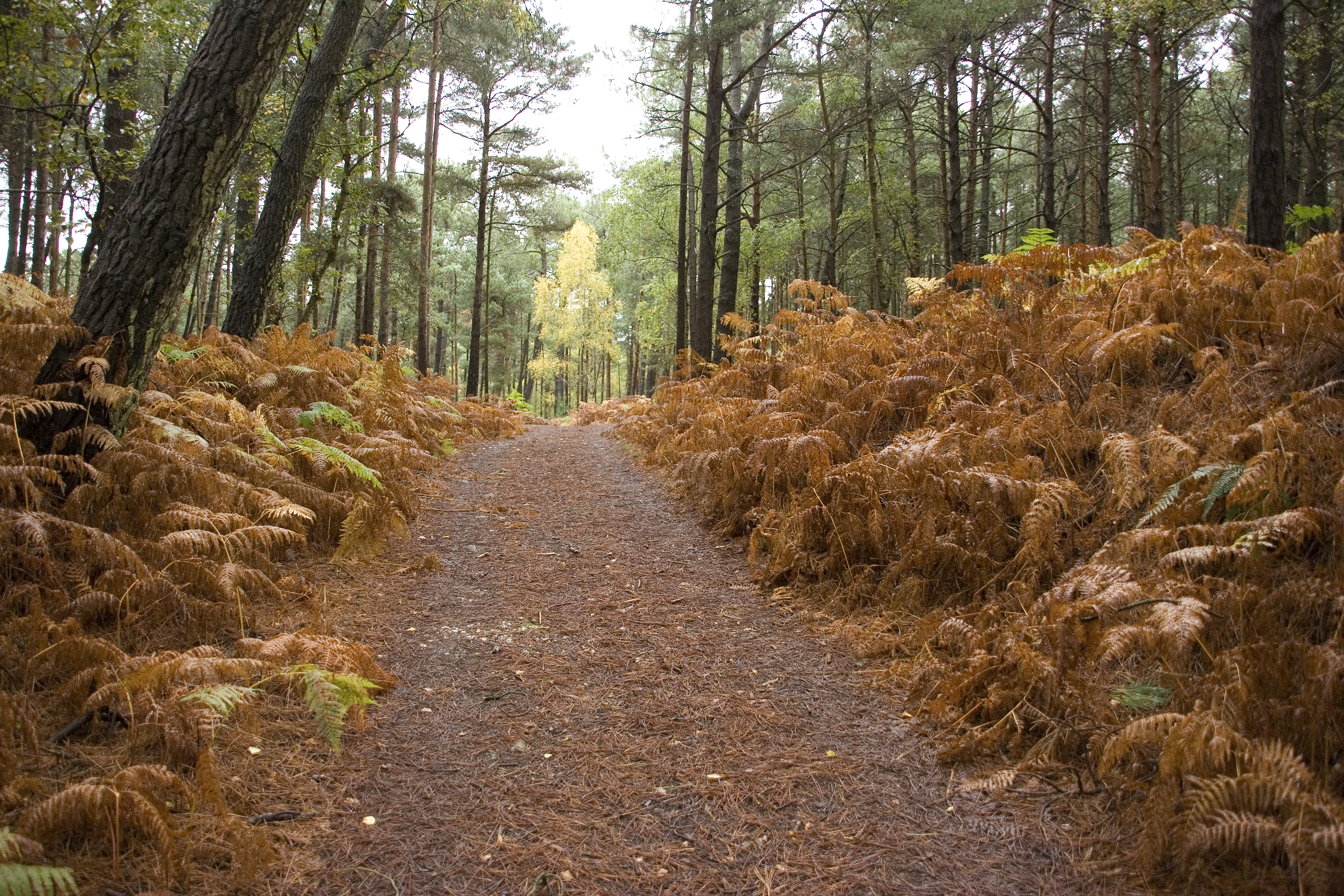 Brownsea Island 