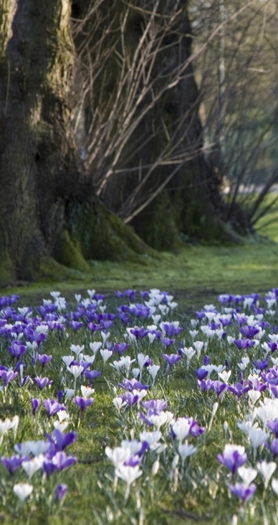crocuswalk