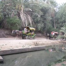 Oasis at Tozeur