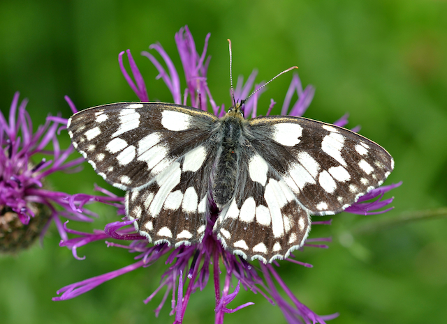 butterfly count