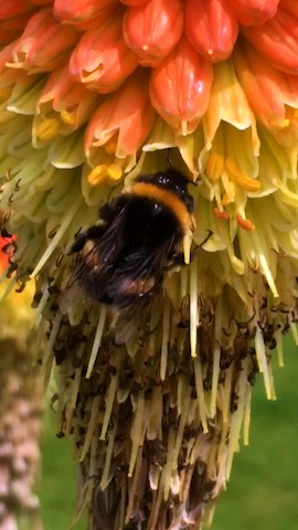 Great British Bee Count 2