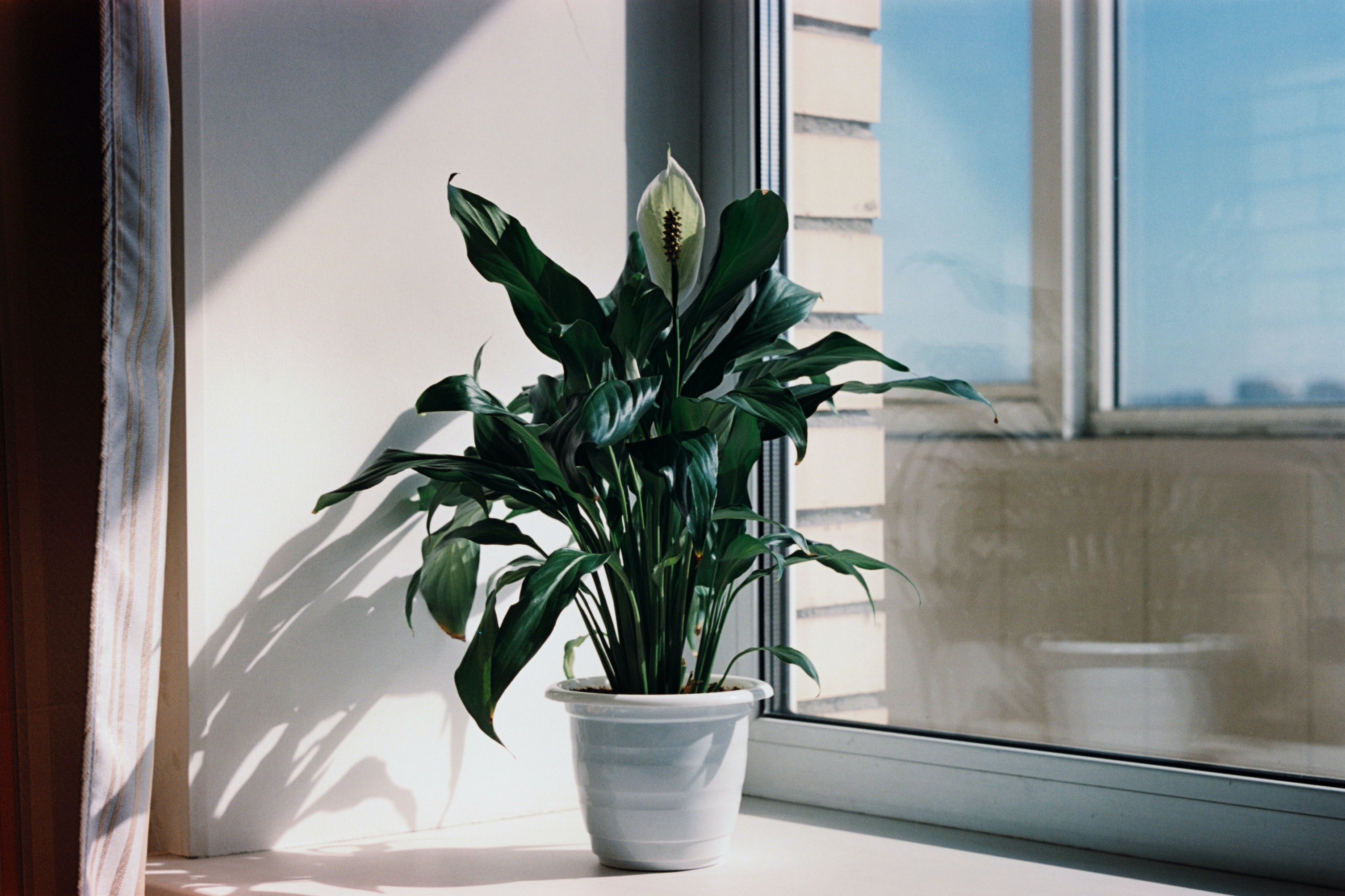 Plants to Beat Mould in Your Home