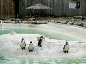 penguins