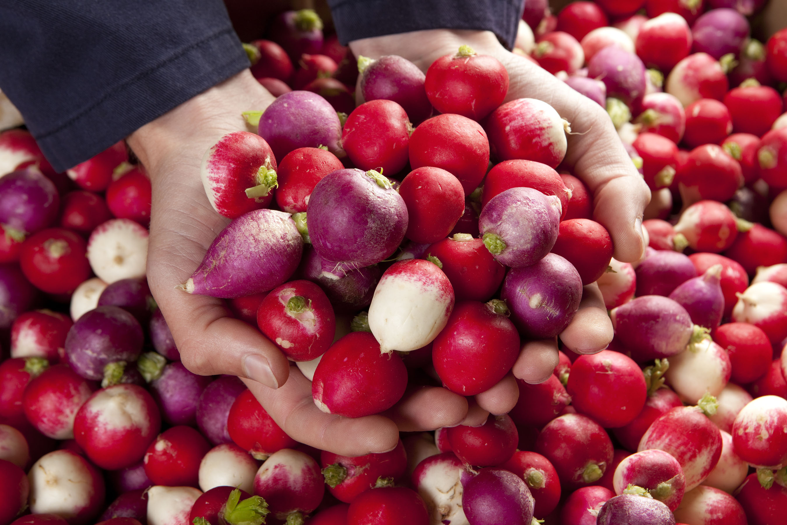 radishes